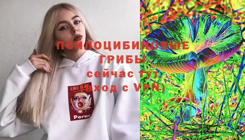 Псилоцибиновые грибы Psilocybine cubensis  Выборг 